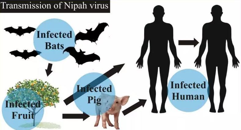 Transmission-of-Nipah-Virus