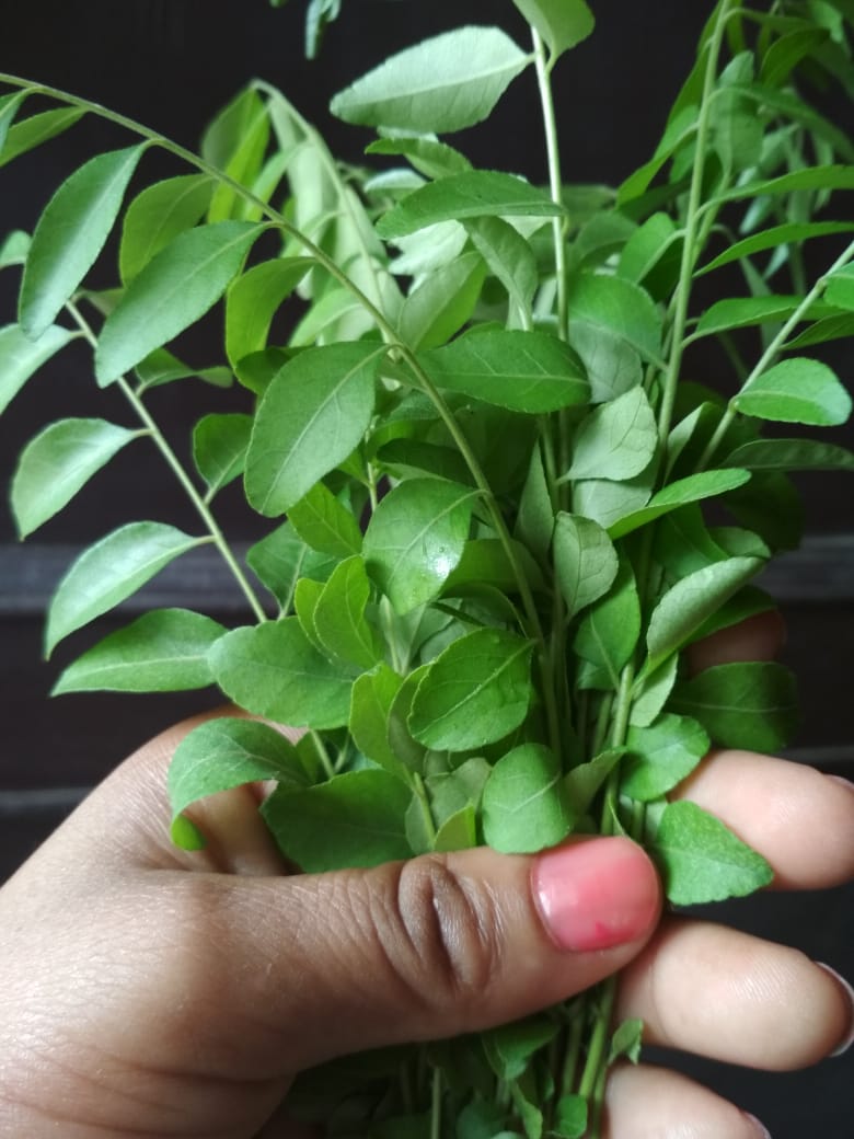 curry leaves for hair