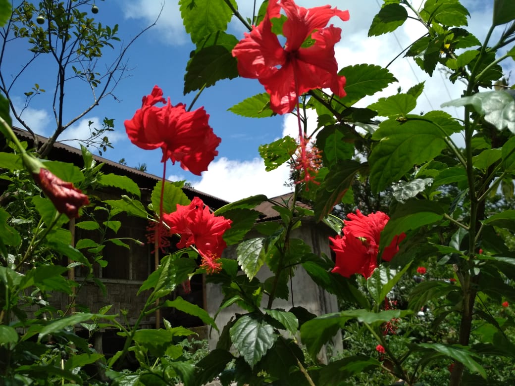 hibiscus for hair loss