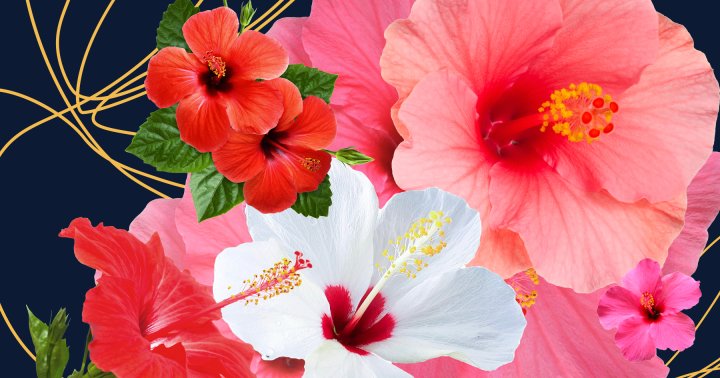 Hibiscus flowers for hair growth