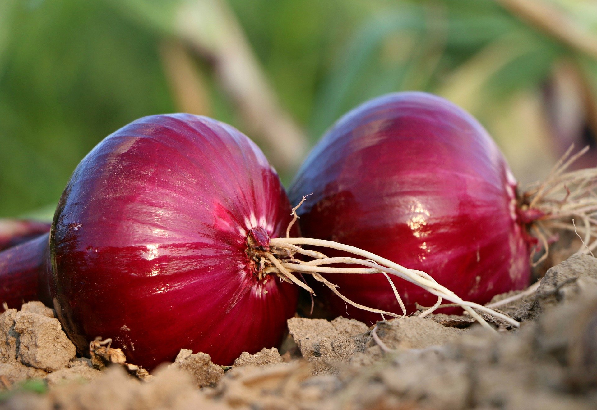onion for hair problem solution